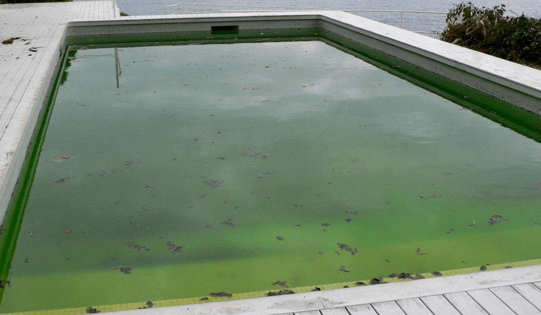 Florida pool algae prevention